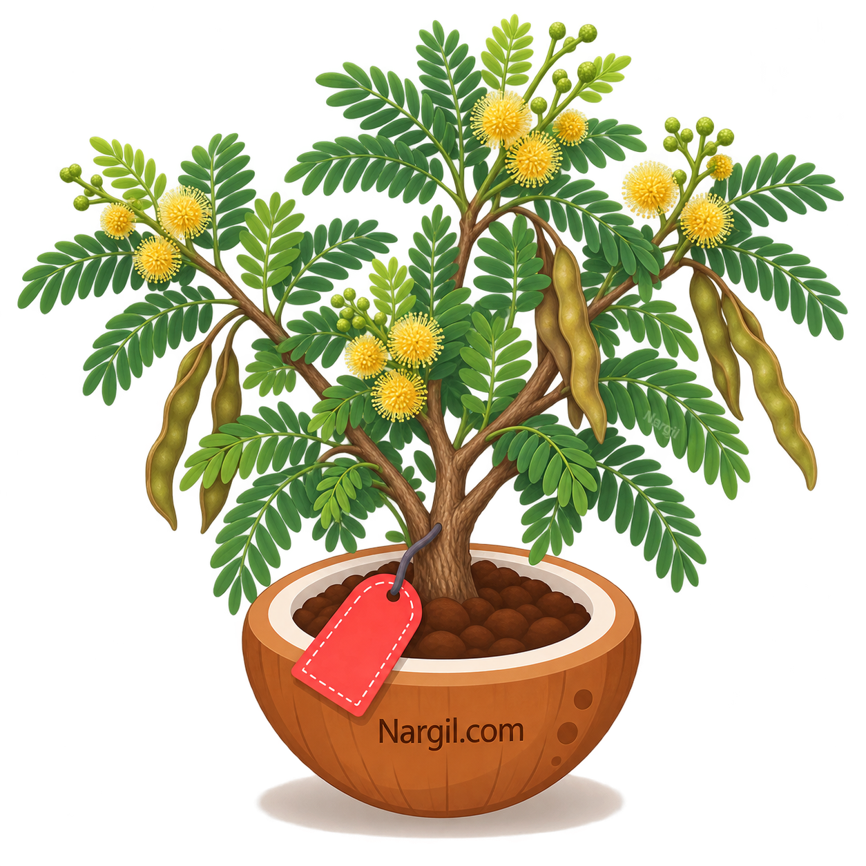 Nargil_Prosopis spicigera